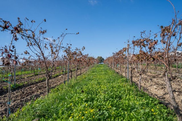 finca-la-pintora-06 finca-la-pintora-06