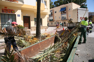 Parques y Jardines inicia la campaña de poda de palmeras previa al invierno